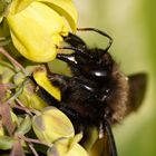 Portrait einer Holzbiene