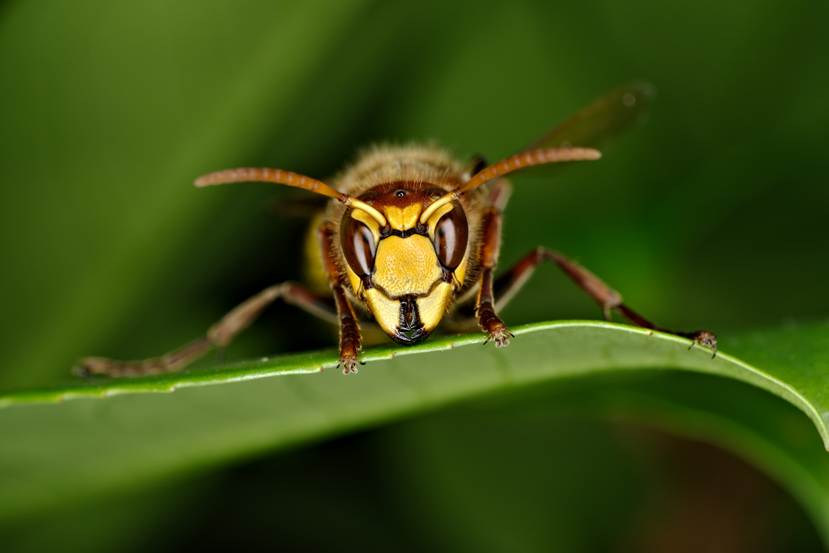 Portrait einer Hornisse (Vespa crabro) im Blätterwald