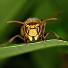 Portrait einer Hornisse (Vespa crabro) im Blätterwald