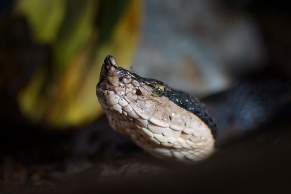Portrait einer Hornviper