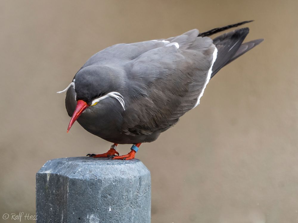 Portrait einer Inkaseeschwalbe