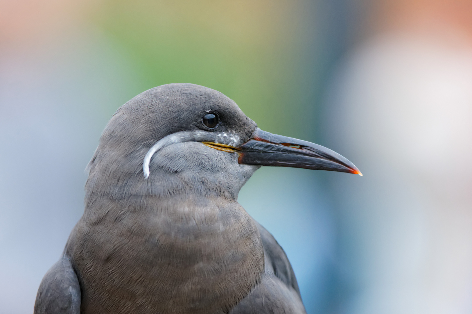 Portrait einer jungen Inkaseeschwalbe