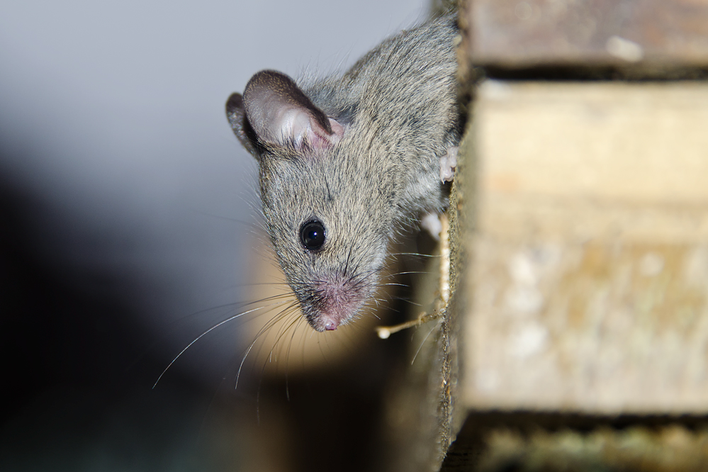 Portrait einer Jungmaus