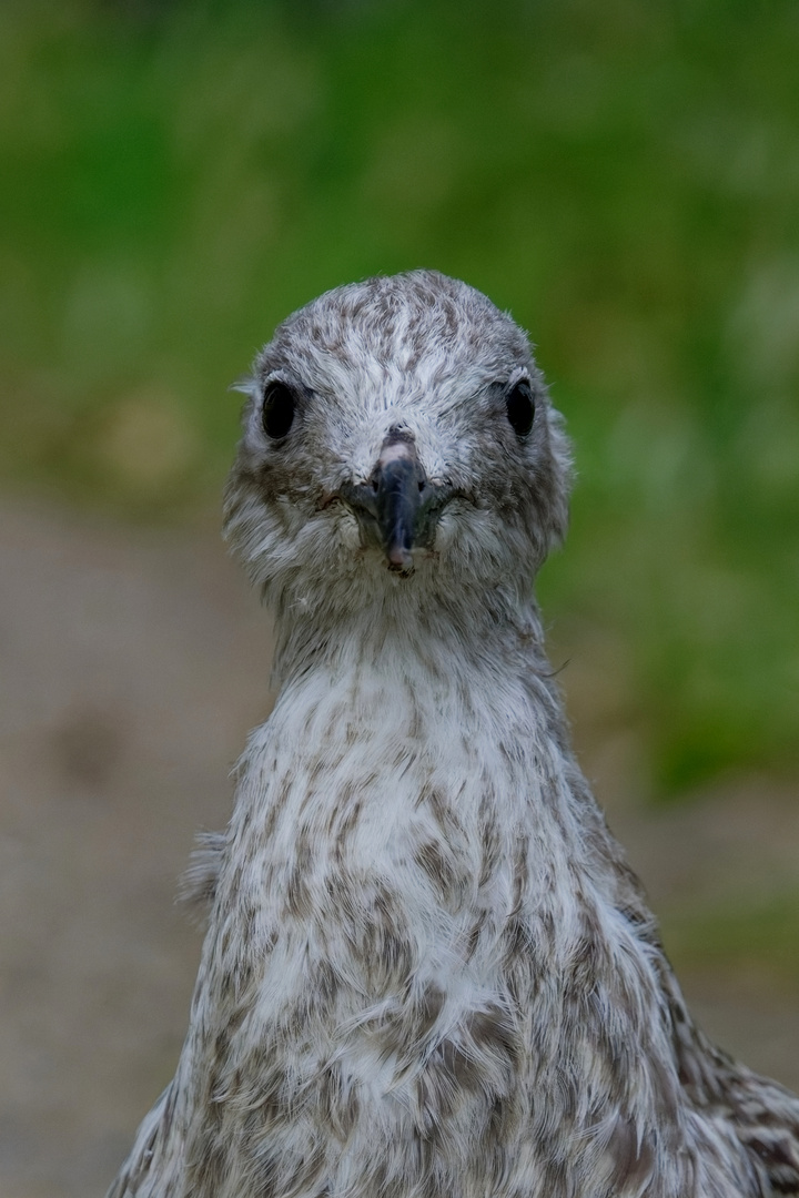 Portrait einer Jungmöwe