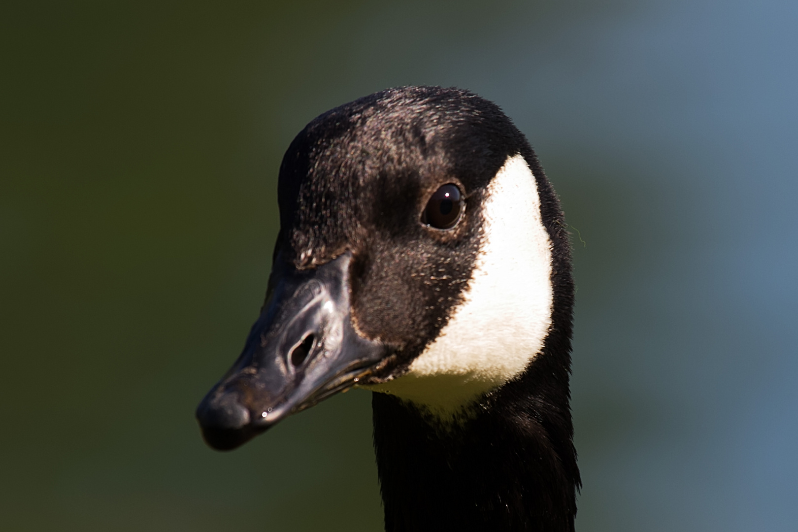 Portrait einer Kanadagans