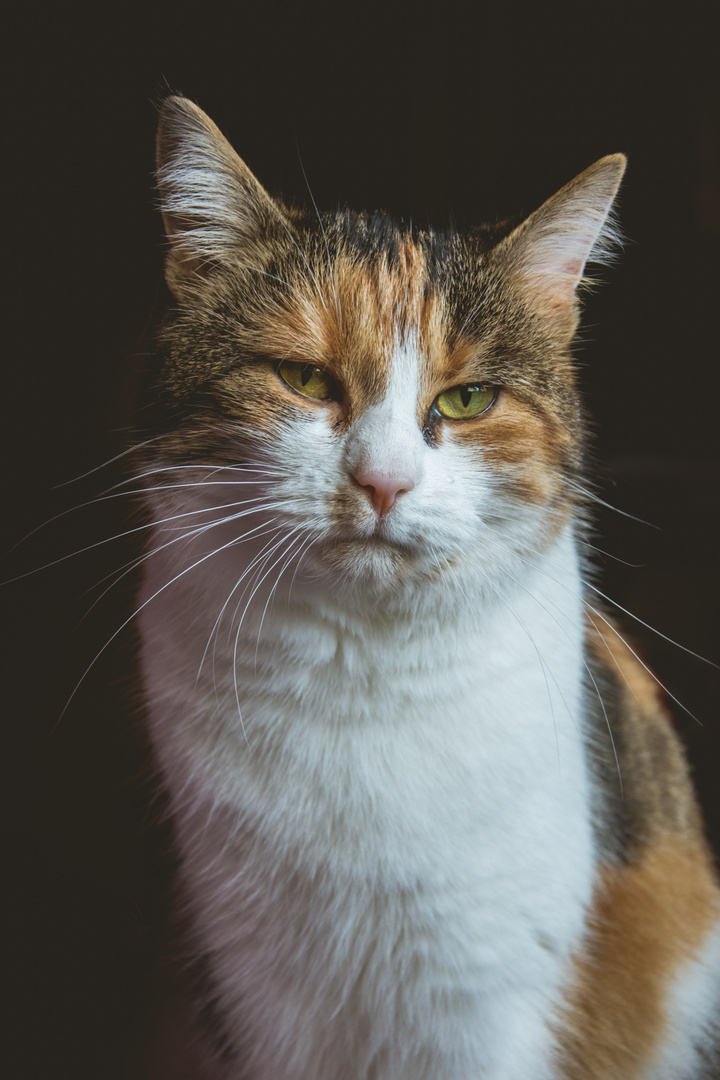 Portrait einer Katze