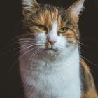 Portrait einer Katze