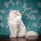 Portrait einer Katze vor englischer Tapete