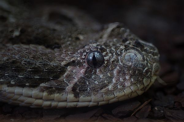 Portrait einer Klapperschlange