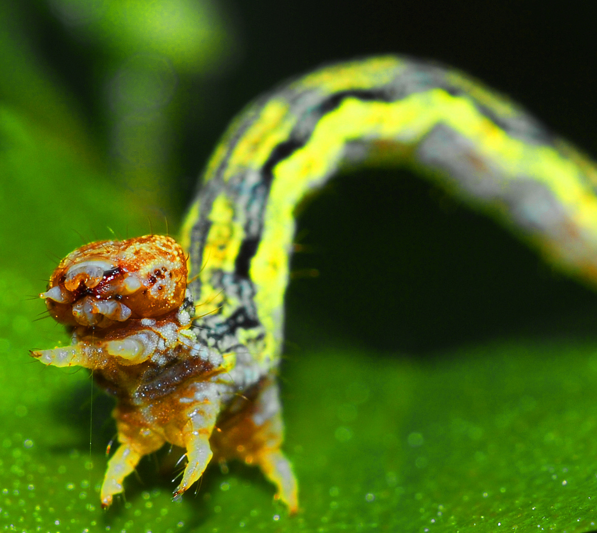 Portrait einer kleinen Raupe mit Spinnfaden