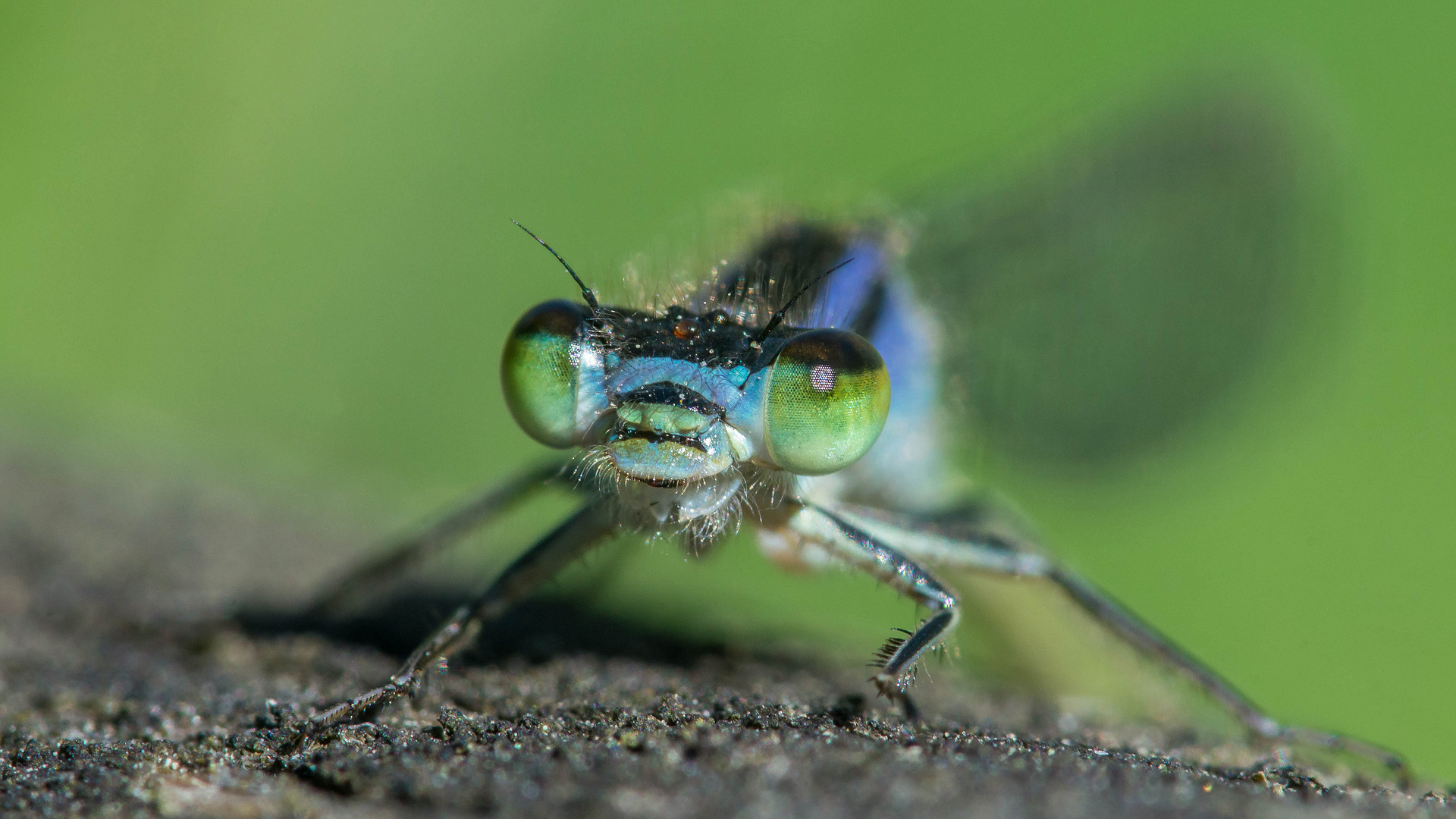 Portrait einer Kleinlibelle 