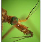 Portrait einer Kohlschnake