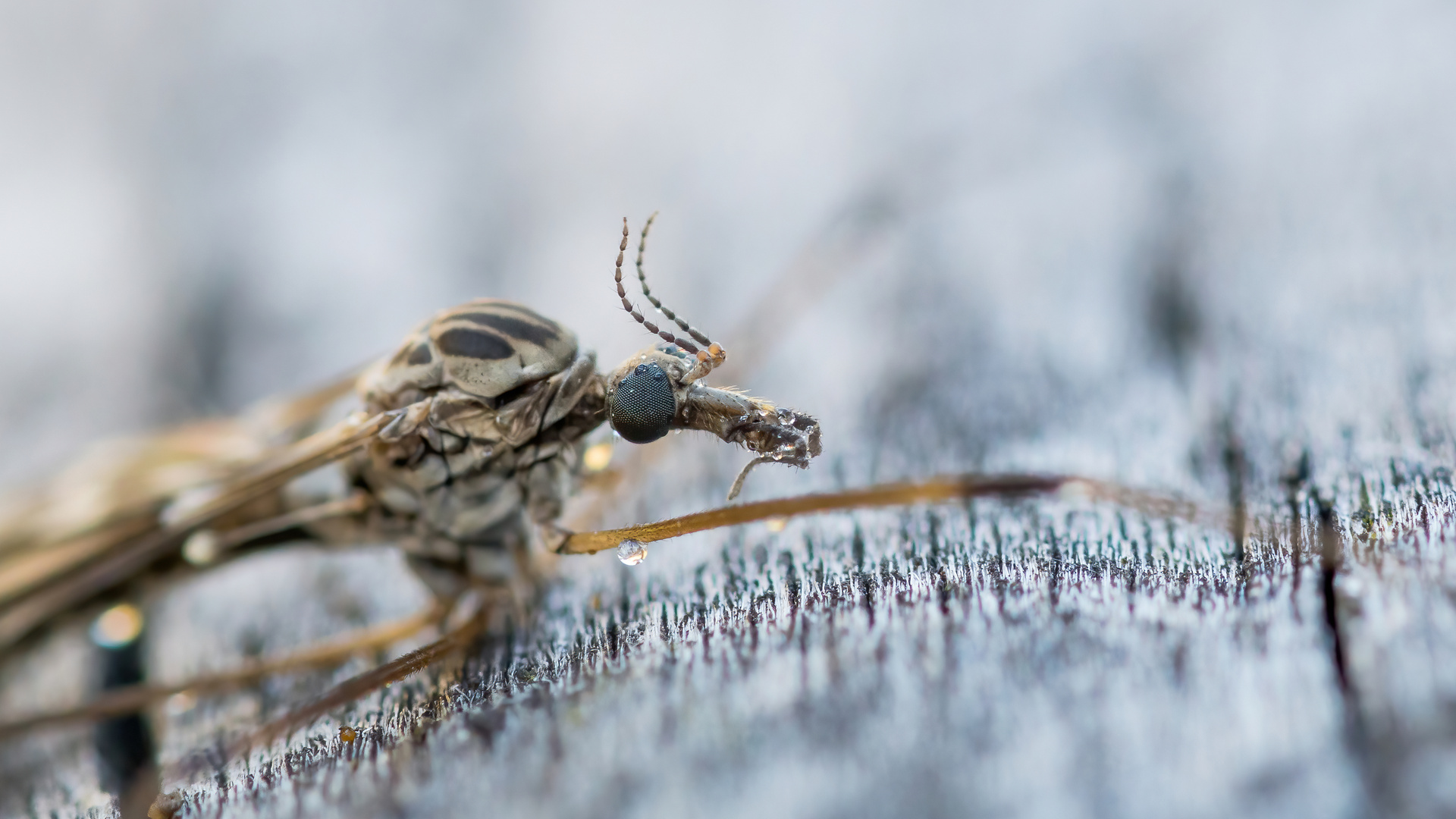 Portrait einer Kohlschnake