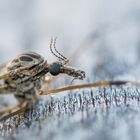 Portrait einer Kohlschnake