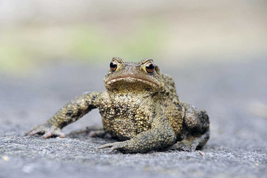 Portrait einer Kröte