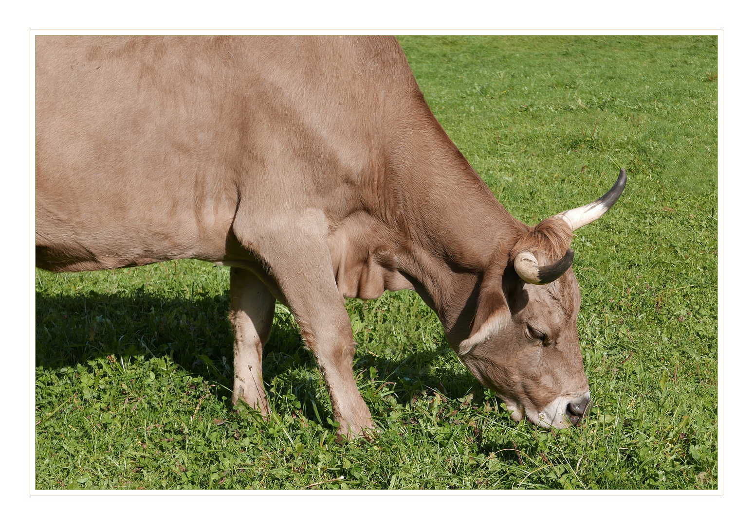 Portrait einer Kuh mit Horn.