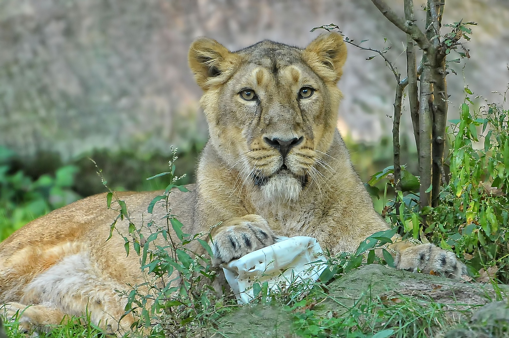 Portrait einer Lady