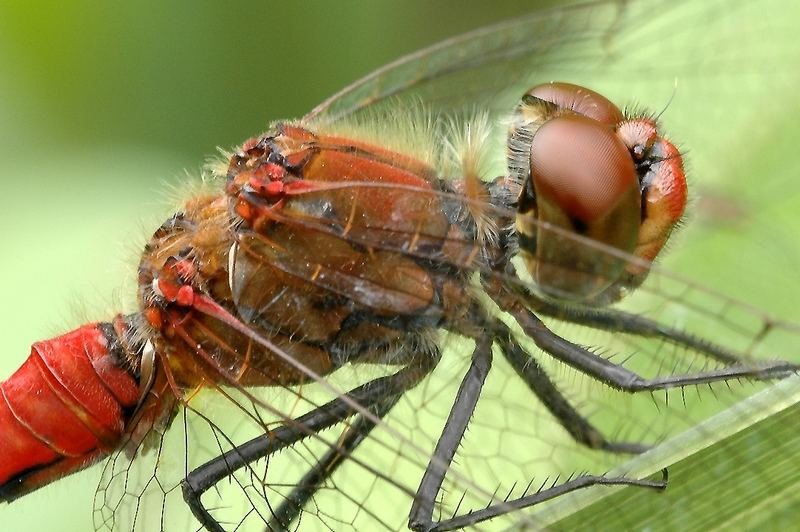 portrait einer libelle