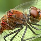 portrait einer libelle