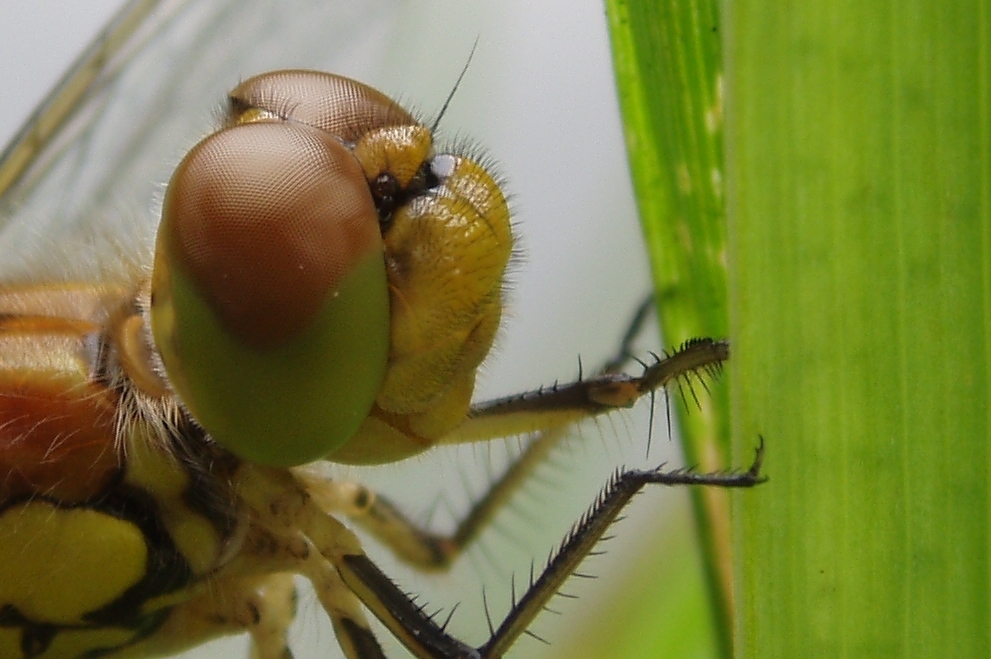 Portrait einer Libelle