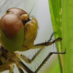 Portrait einer Libelle