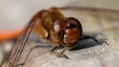 Portrait einer Libelle