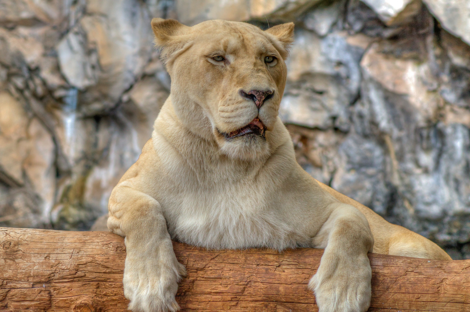 Portrait einer Löwen