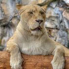 Portrait einer Löwen