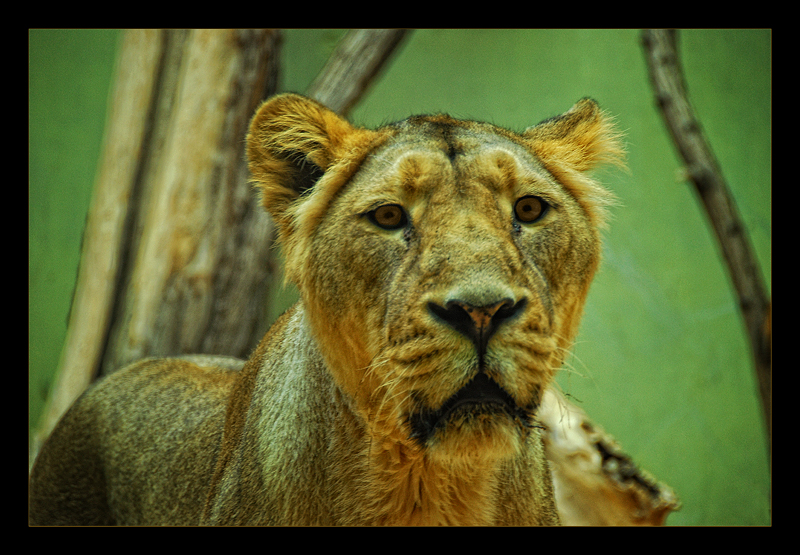 Portrait einer Löwin