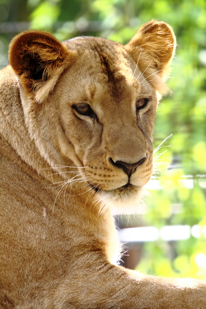 Portrait einer Löwin