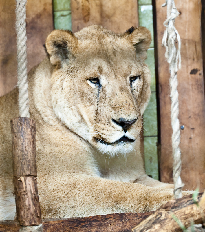 Portrait einer Löwin