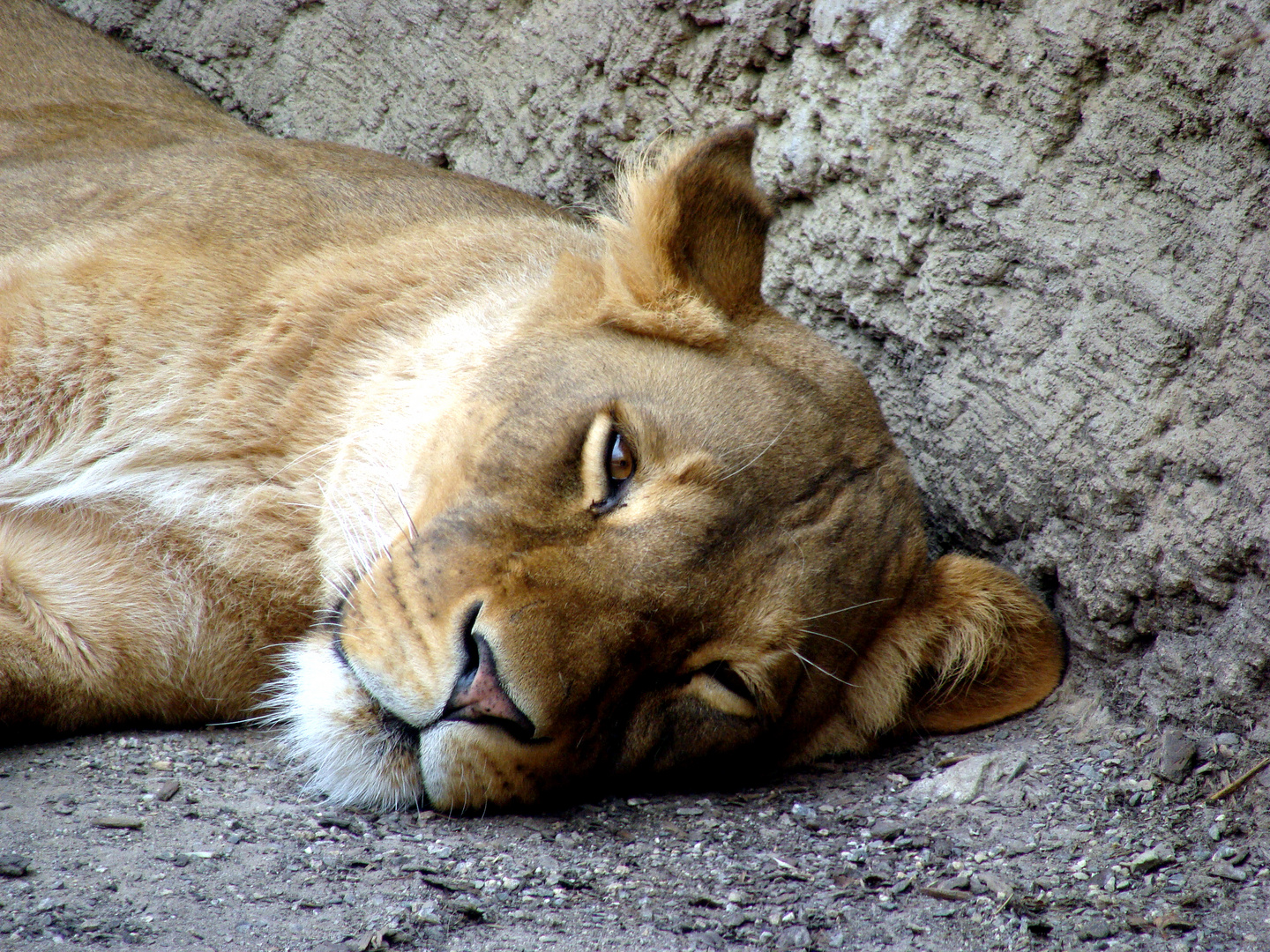 Portrait einer Löwin (Panthera Leo)