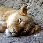 Portrait einer Löwin (Panthera Leo)