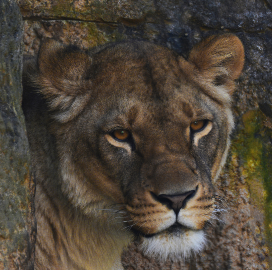 Portrait einer Löwin vor ihrer Höhle