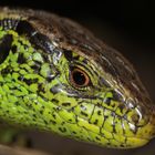 Portrait einer männlichen Zauneidechse (Lacerta agilis)