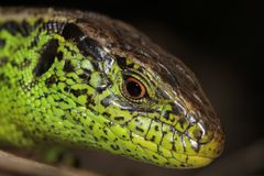 Portrait einer männlichen Zauneidechse (Lacerta agilis)