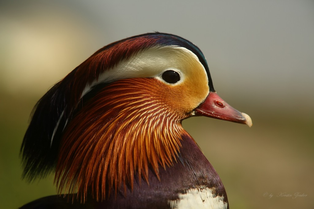 Portrait einer Mandarinente