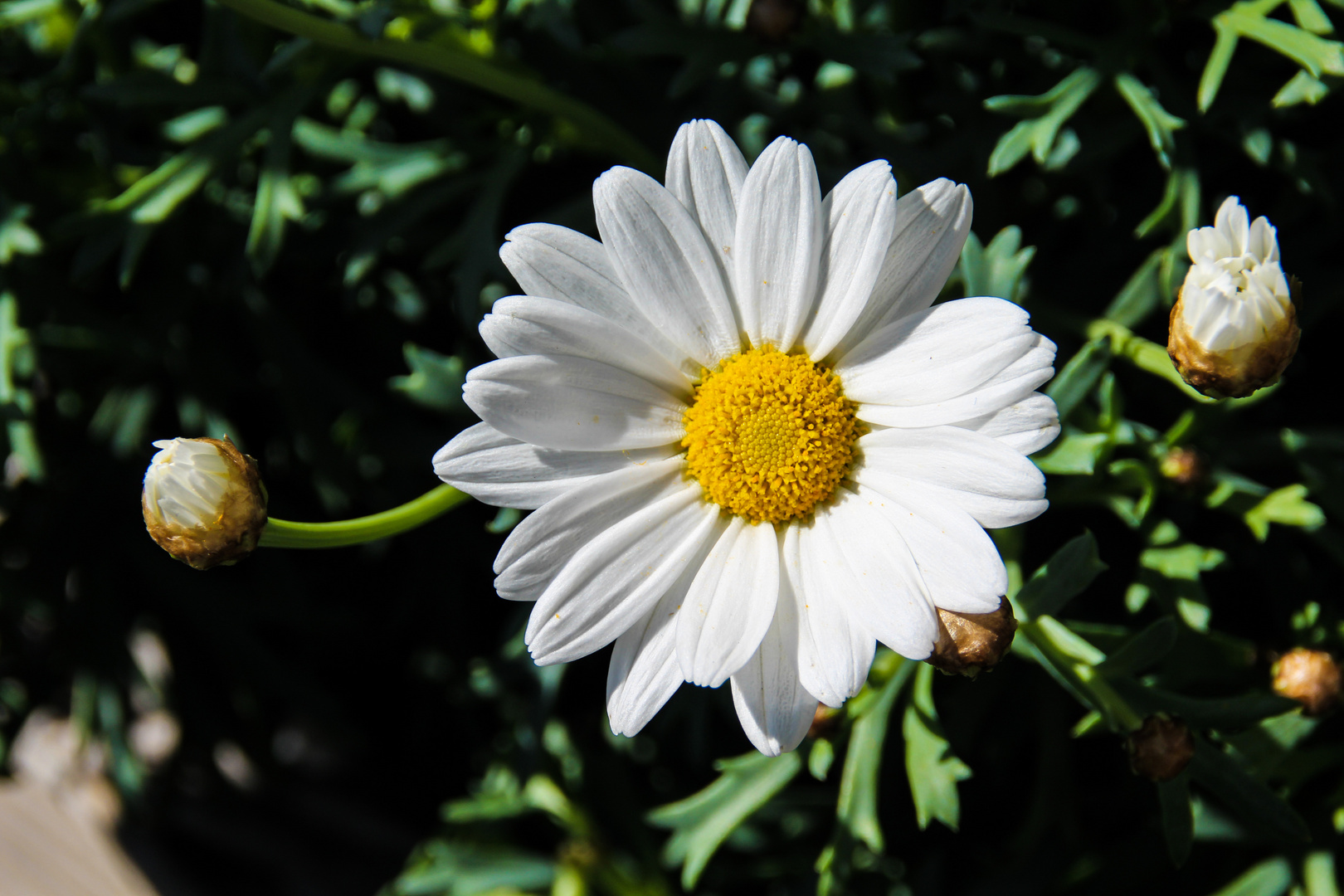 Portrait einer Margerite