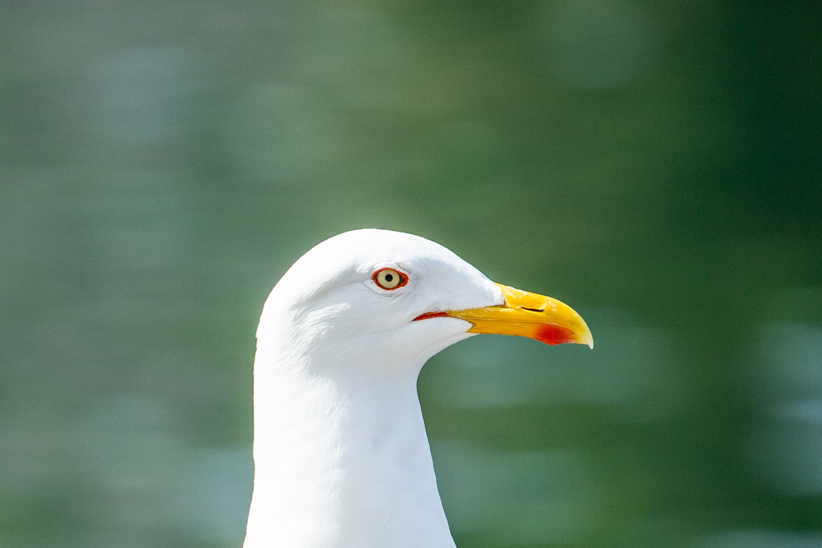 Portrait einer Möwe