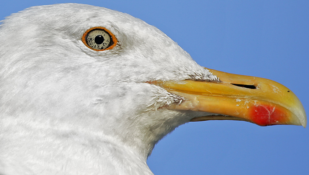 Portrait einer Möwe