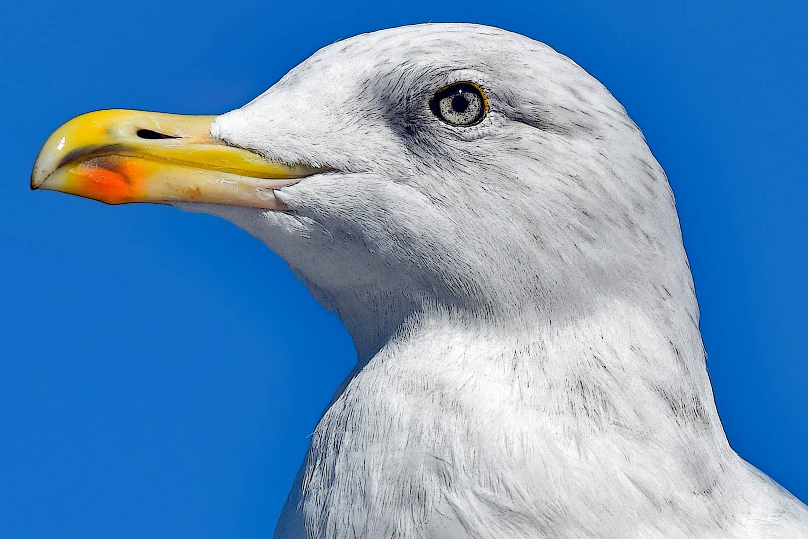 Portrait einer Möwe