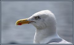 Portrait einer Möwe