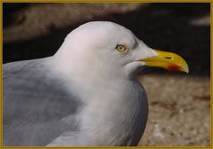 Portrait einer Möwe