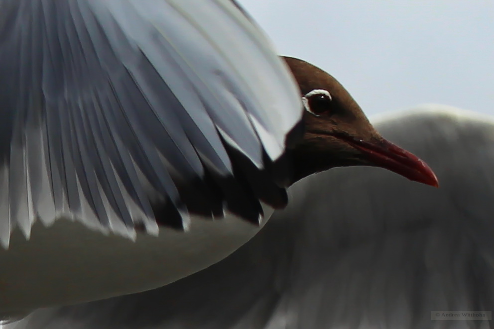 Portrait einer Möwe