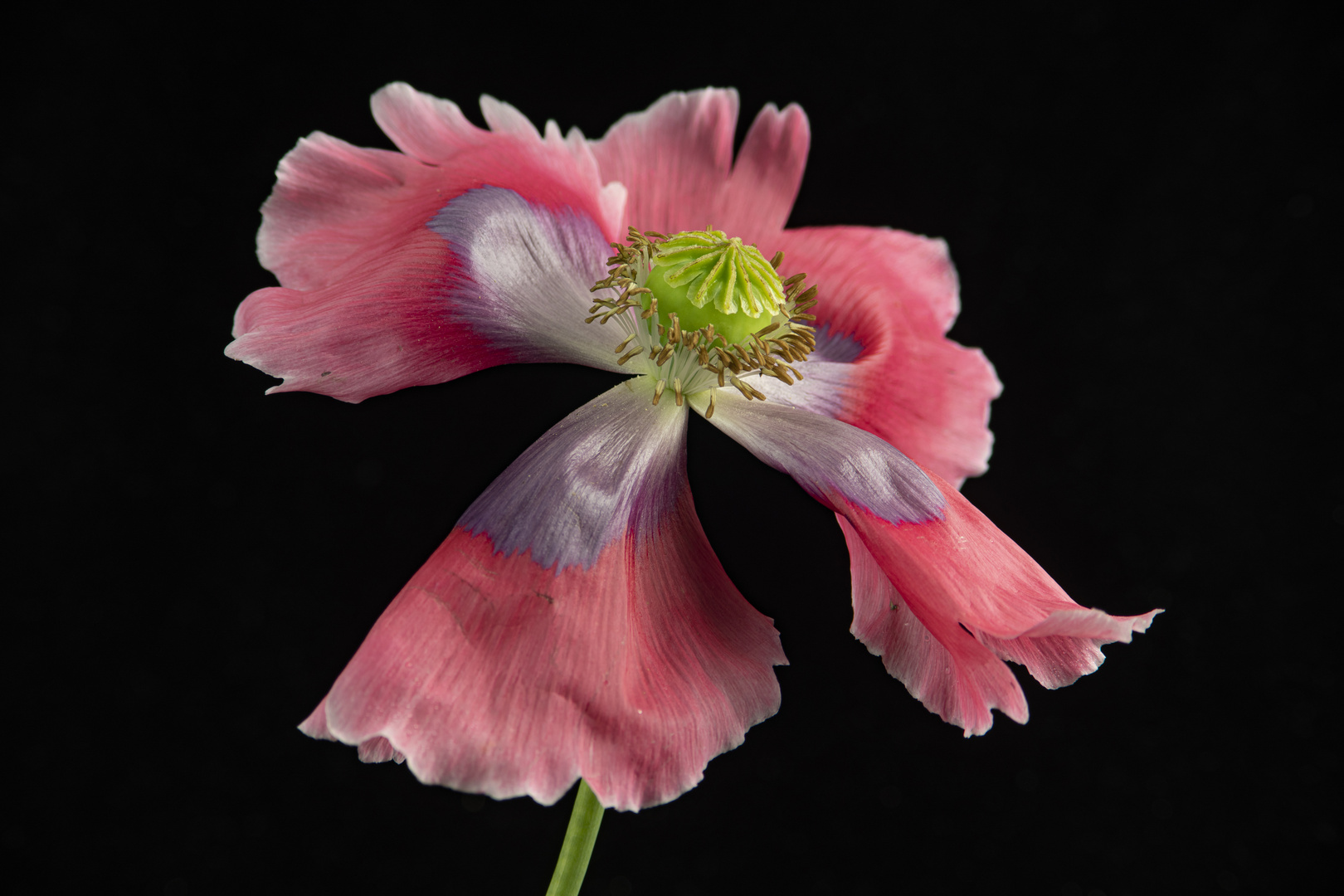 Portrait einer Mohnblume