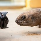 Portrait einer neugierigen Riesenschildkröte 