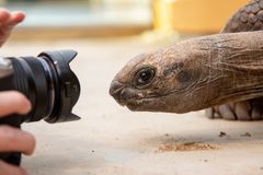 Portrait einer neugierigen Riesenschildkröte 