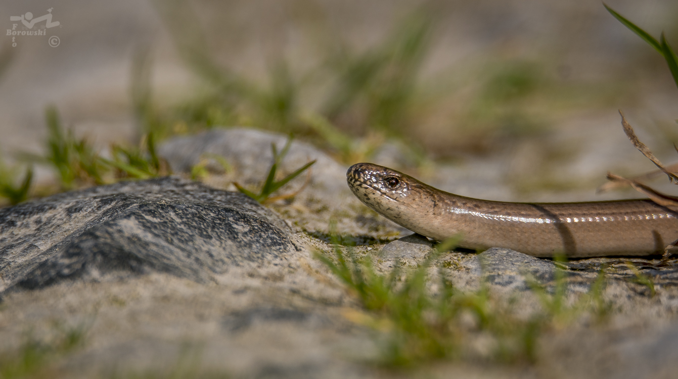 Portrait einer nicht wirklich blinden Schleiche.