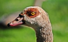 Portrait einer Nilgans