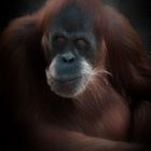 Portrait einer Orang Utan Dame